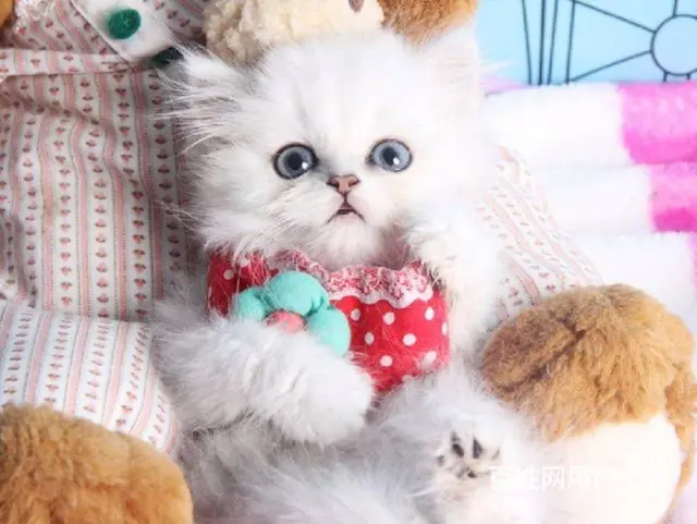 徐州波斯猫精品 完美品相 异长贵族 健康无癣签协议 - 图片 2