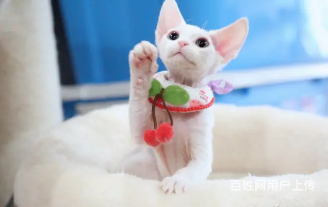 哪里有卖德文卷毛猫的 性格好 不掉毛 高端人士首选 - 图片 2
