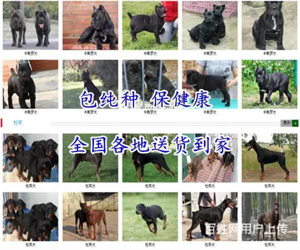 安徽黄山休宁罗威纳哪里卖出售30多种名犬 - 图片 8