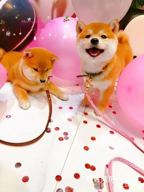 哪里有纯种柴犬 健康柴犬多少钱一条 包运  柴犬 - 图片 2