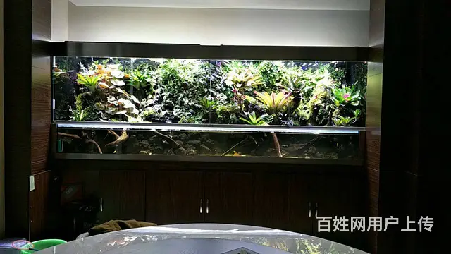 专业鱼缸养护，家庭公司，别墅鱼池 - 图片 5