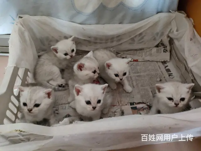 莫失良机 - 图片 4