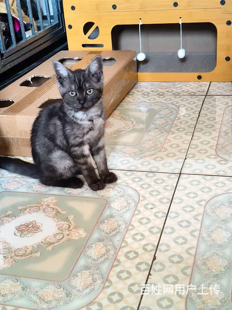 可爱小猫找新家 - 图片 1