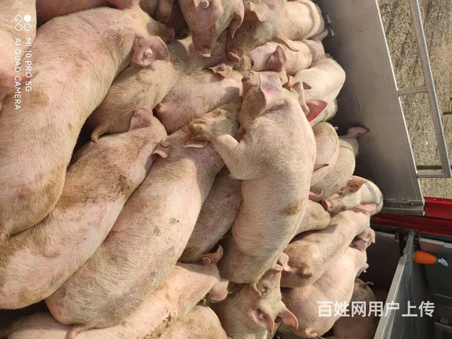 淄博种猪场仔猪母猪长白猪黑猪直供 - 图片