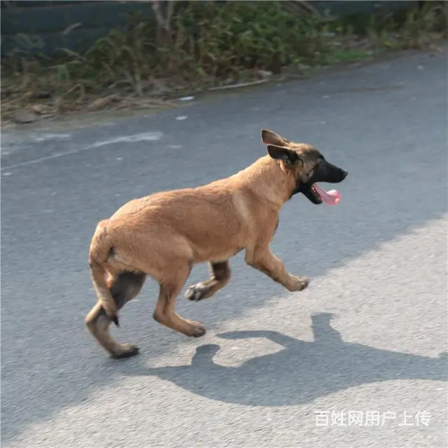 天门卖马犬的养殖场，养殖场马犬一般卖多少钱 - 图片 11
