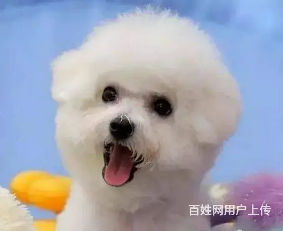 承德比熊多少钱一只 比熊价格 比熊怎么卖 保健康 - 图片 10