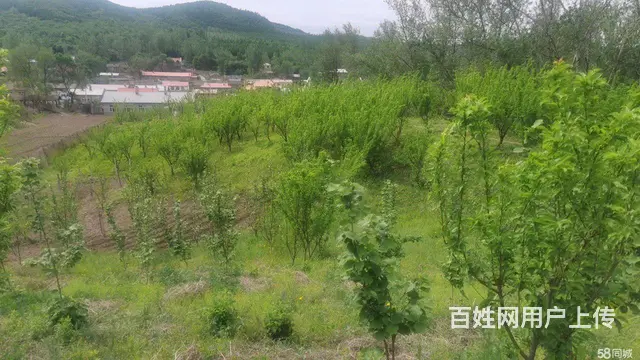 阿城红星水库沙滩浴场房屋采摘园出租 - 图片 7