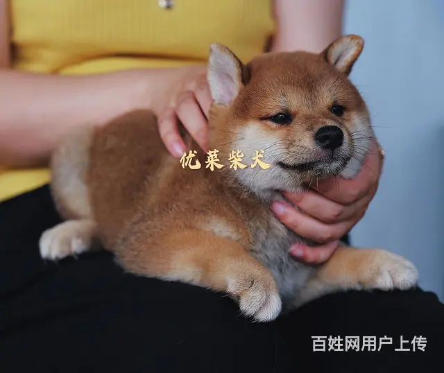 崇左正规柴犬犬舍（优莱柴犬），欢迎来电咨询 - 图片 3