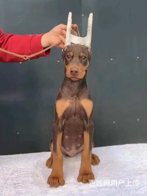 德系杜宾犬 出售高品质杜宾幼犬 - 图片 8