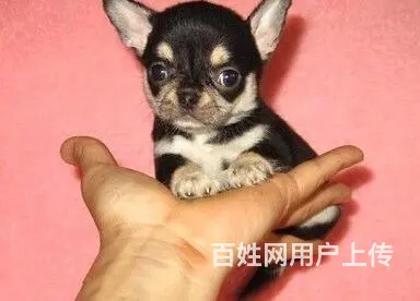 通辽【*推荐】吉娃娃犬舍‖吉娃娃养殖场 - 图片 3