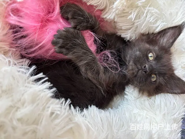 自家布偶，缅因猫崽出售 - 图片 2