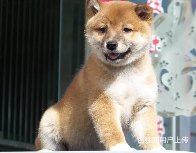 崇左上哪里买柴犬比较好，上哪里可以买到柴犬 - 图片 3