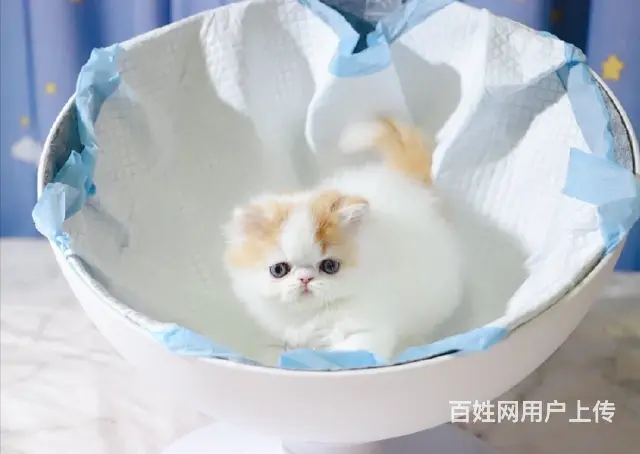 本地哪里有卖加菲猫的 加菲猫眼部怎么护理好养吗 - 图片 6