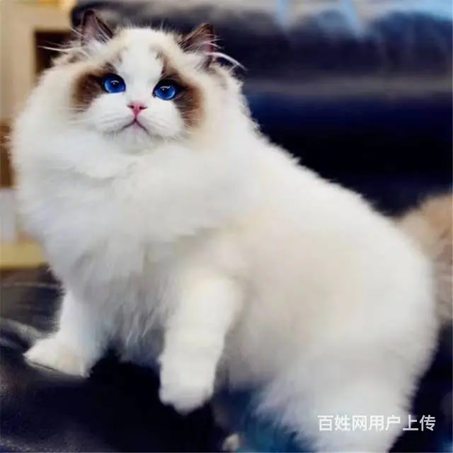 常州专门繁殖布偶猫的猫舍█布偶猫猫舍地址电话 - 图片 5
