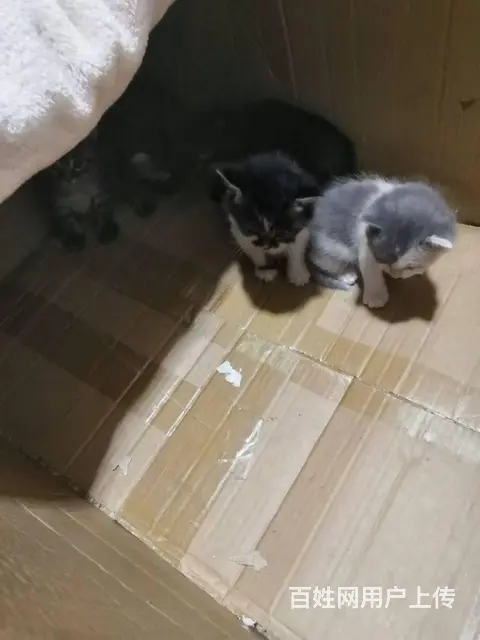 出售小猫 - 图片 3