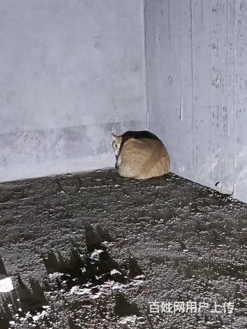 安阳专业找猫团队安阳专业找猫团队电话 - 图片 4