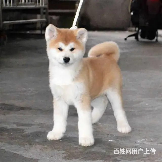 自家繁殖秋日系田幼犬 保证健康品质市内可送 - 图片 2