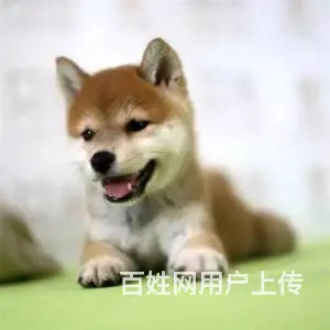 承德柴犬多少钱一只 柴犬价格 纯种柴犬 - 图片 8