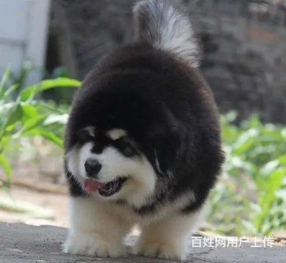 纯种阿拉斯加幼犬，品相好购买有保障 - 图片 8