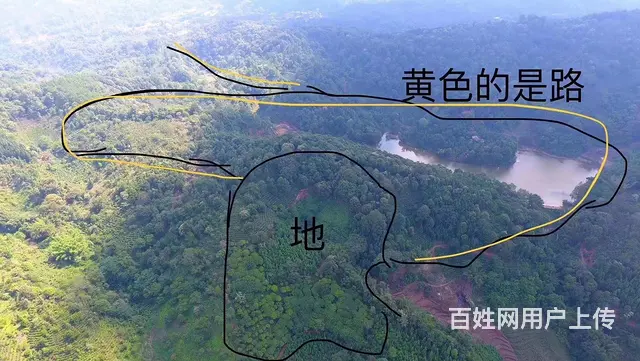 西双版纳勐海县自家南糯山50亩林地租售/寻合作 - 图片 1
