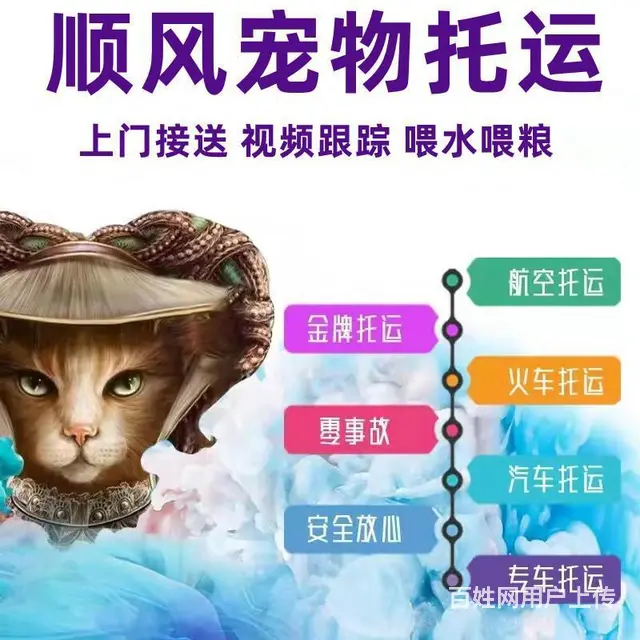 九江宠物托运（猫狗）邮寄速运空运 （2023今日 推荐运输） - 图片 2
