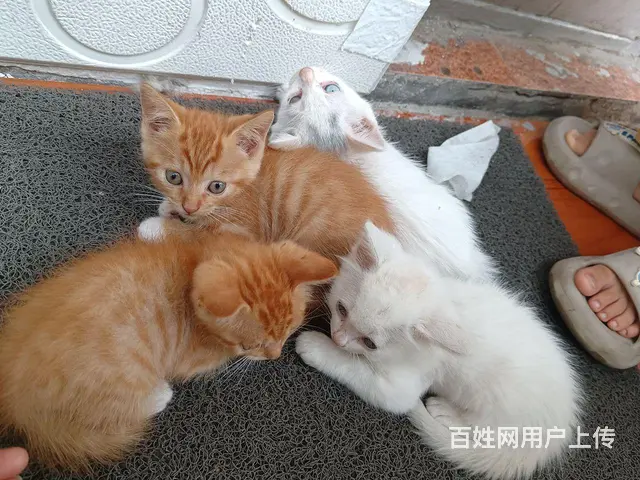 免费赠送小猫咪 - 图片 2