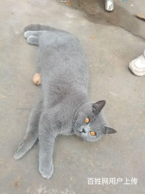 自家养的蓝猫 - 图片