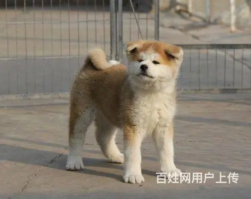 纯日系秋田、忠犬八公秋田犬、高品质秋田、带证包活 - 图片 4