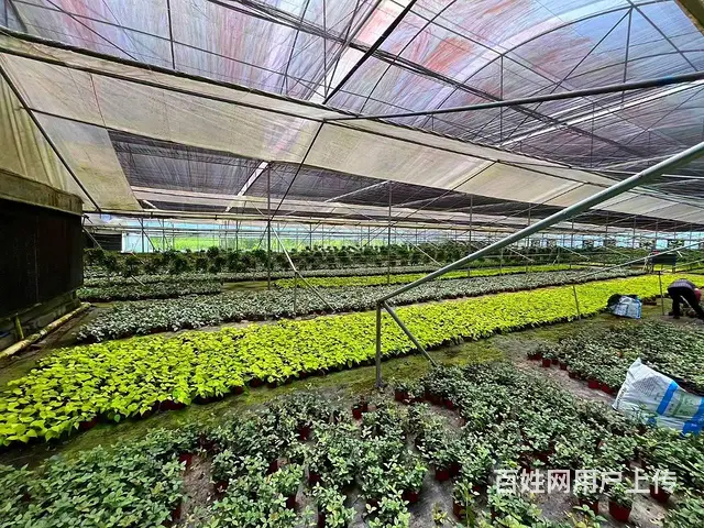 从化区吕田有15亩建设用地3000平方厂房整体转让 - 图片 9