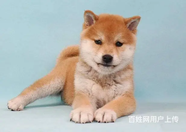 纯种日本柴犬多少钱 北京哪里有卖柴犬 纯种柴犬价格 - 图片 3
