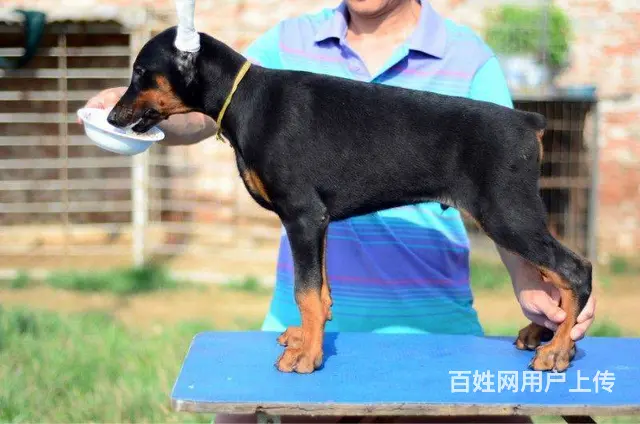 德系杜宾犬幼犬出售 爆胸骨量大公母均有 - 图片 4