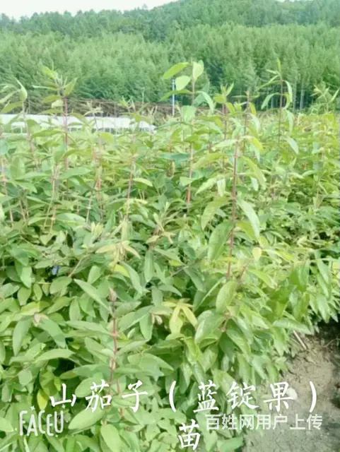 黑龙江七台河利峰苗圃 - 图片 2