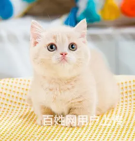本地哪里有卖曼基康矮脚猫的 矮脚猫多少钱一只 - 图片 1