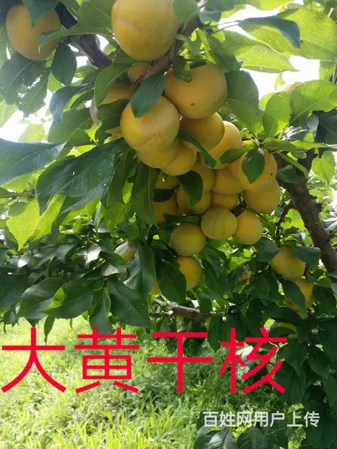 卖各种果树 - 图片 11