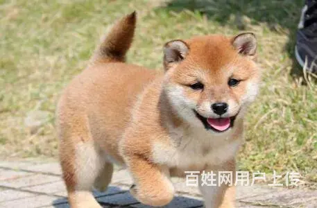 日本柴犬出售 冠军品质 赛级血统 签协议 - 图片 6