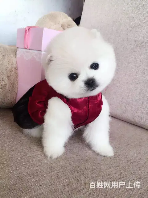 广州正规狗场 广州哪里有卖博美俊介犬 包纯种健康 - 图片 3