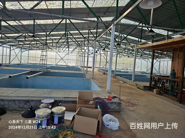 苏州批发零售锦鲤鱼 - 图片 2