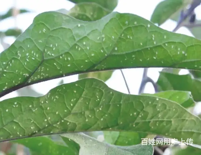白粉虱防治方案抗性白粉虱解决方案杀虫杀卵 - 图片 8