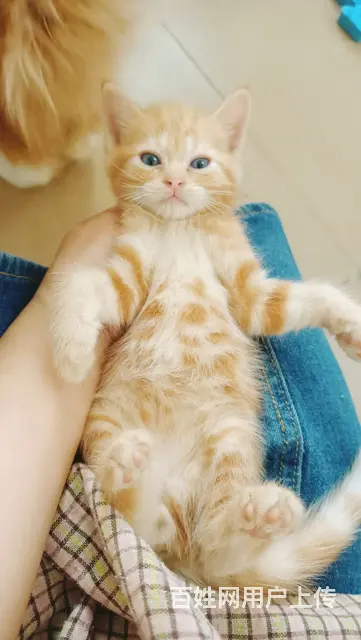 混血布偶小奶猫找新家 - 图片 11