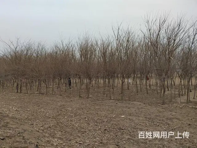 低价出售沈阳塔柏，红豆杉灌木，五角枫乔木 - 图片 4