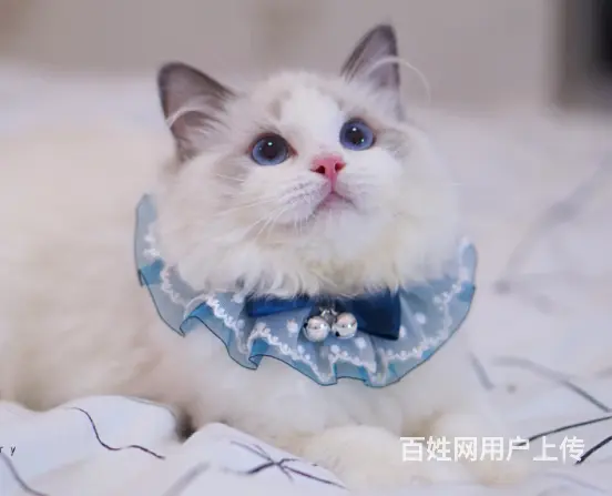 纯种布偶市场价多少 多少钱一只 布偶好养吗 图片价格 - 图片 3