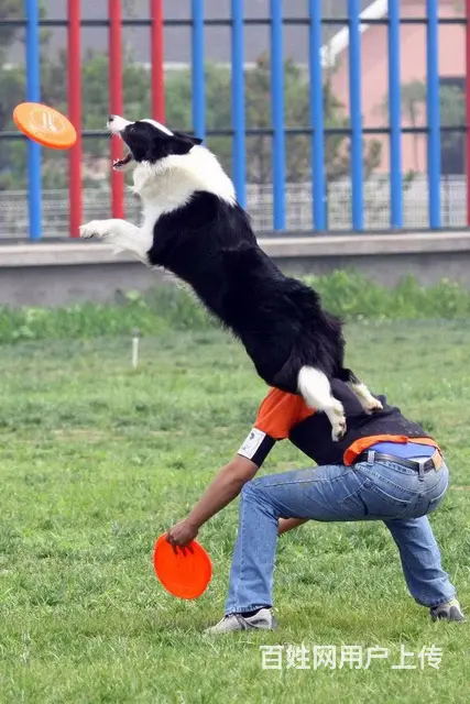溧阳哪里有训犬的 哈王专业训犬基地 握手 装死训练 - 图片