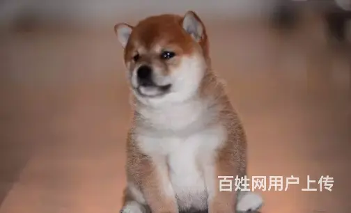 承德柴犬怎么卖 家养柴犬 疫苗齐全 - 图片 7