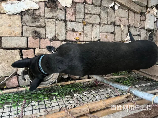 黑狼犬 - 图片 1
