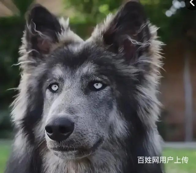 专业繁殖各种宠物猫 - 图片