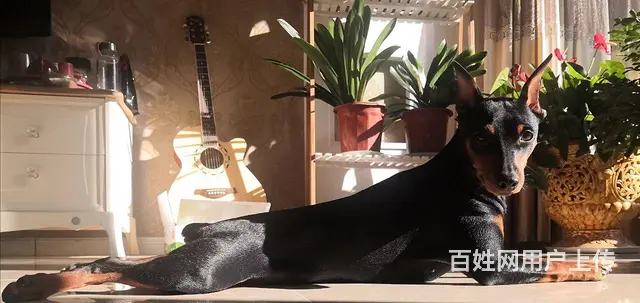 迷你杜宾斤，成狗体重13斤。 - 图片 5