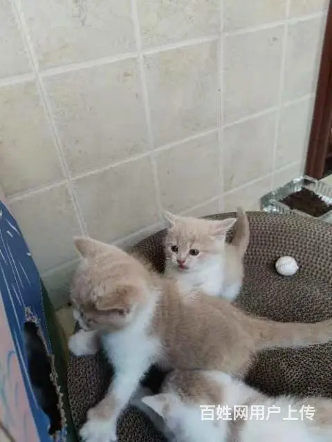 小奶猫寻铲屎官 - 图片 1