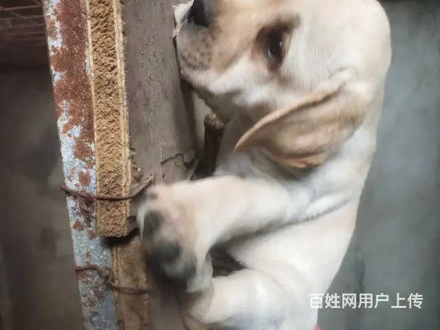 拉布拉多 - 图片 4