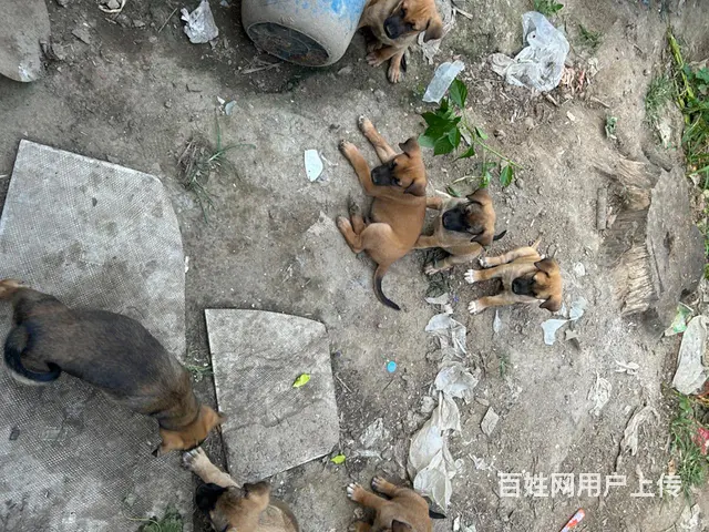 打电话 马犬 - 图片 6