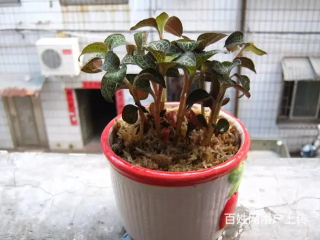 金线莲五个月左右种苗出售（适合家庭盆栽） - 图片 1